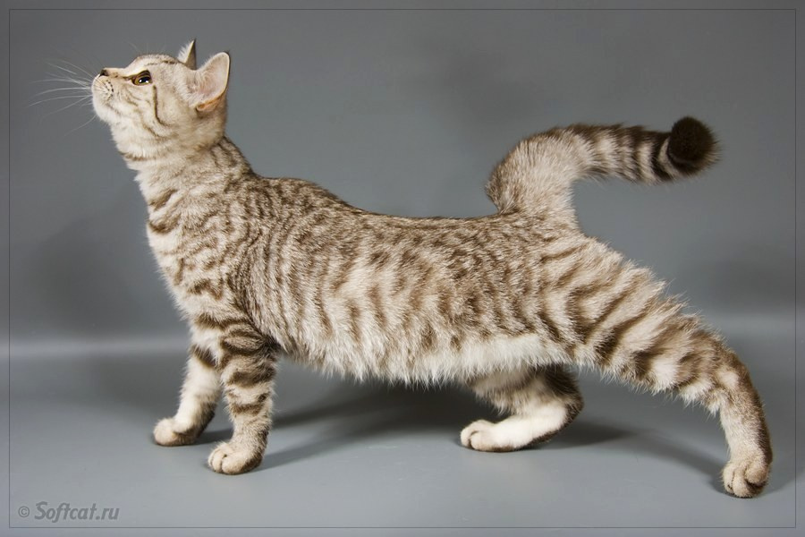 Scarlett a. Softcat 