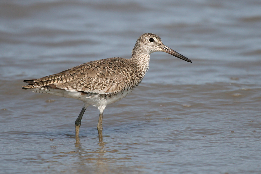 Весенний willet птица, Техас, willet, Texas