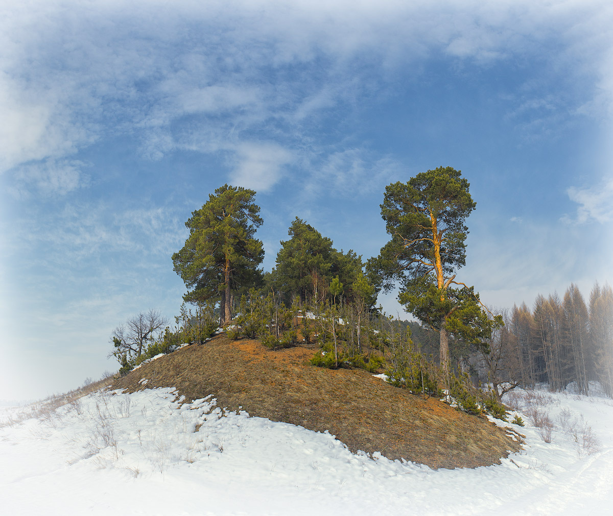 Оазис 