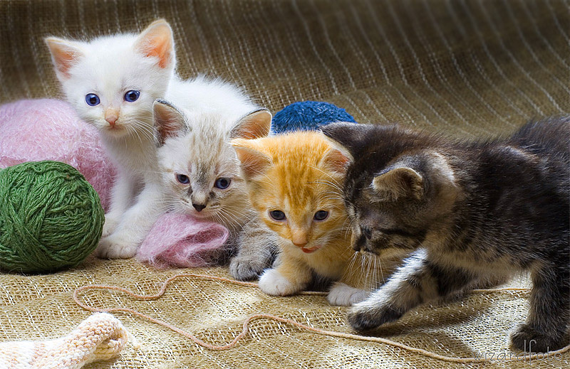 Профессиональные игроки котята котёнок игроки голубые глазки