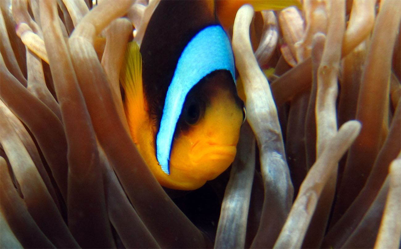 Amphiprion Amphiprion море рыба клоун риф красное