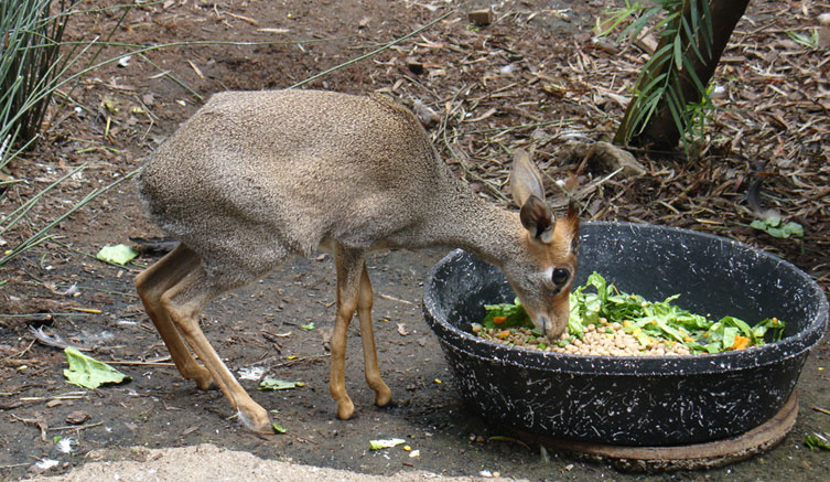 Dik-dik антилопка
