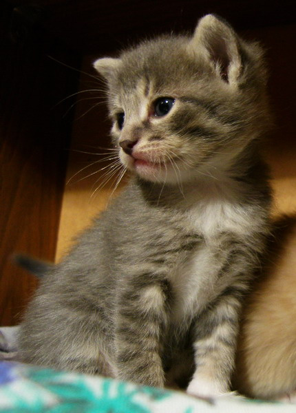 Cat =0) Живчики