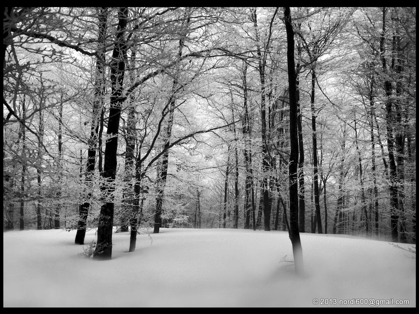"Черный лес" зима, холод, снег, белый, зимний лес,