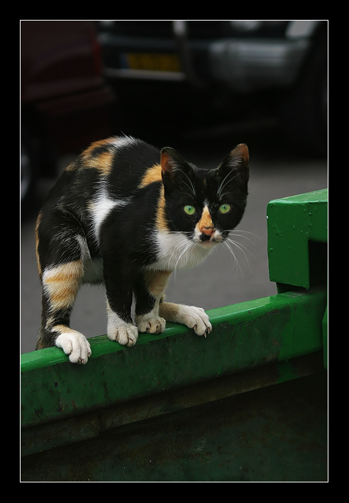 помоечная кошка, помойка, глаза
