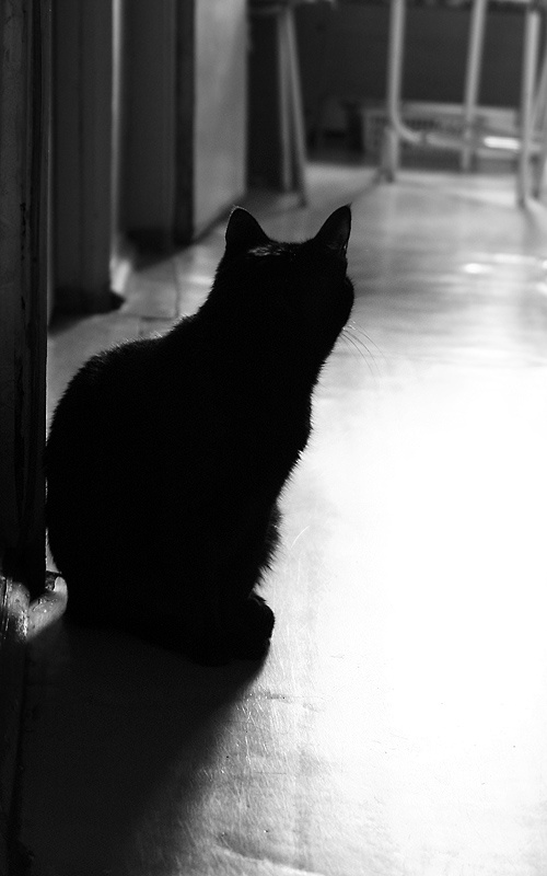 Утро кошка, которая гуляет сама по себе