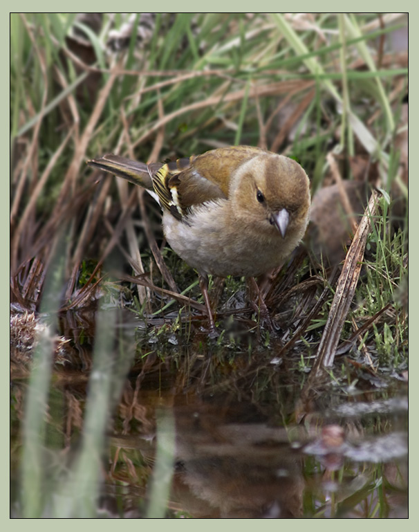 Скромная подруга Нарцисса (семейная прогулка - часть 2) птицы зяблик chaffinch Fringilla coelebis