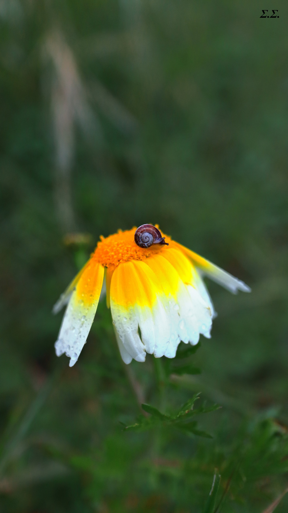 LITTLE SNAIL ON HIGH GROUND 