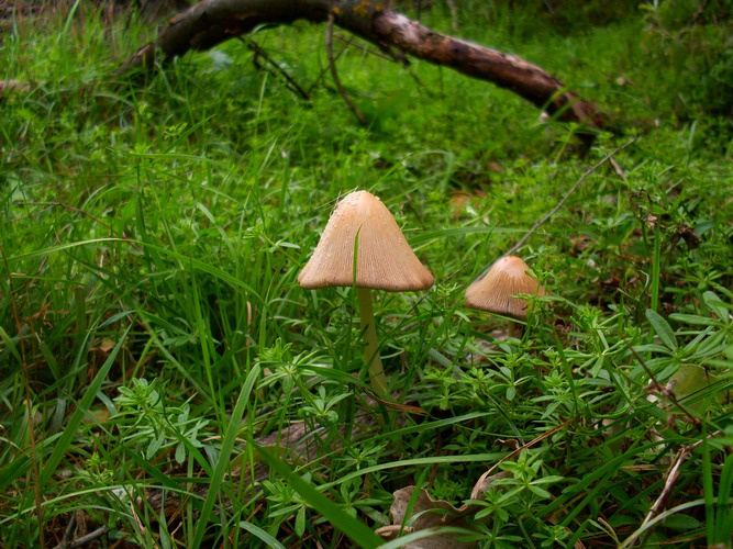 Пара грибы