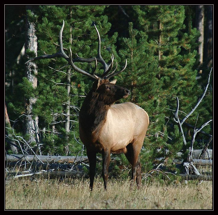 Где соперник? moose, олень