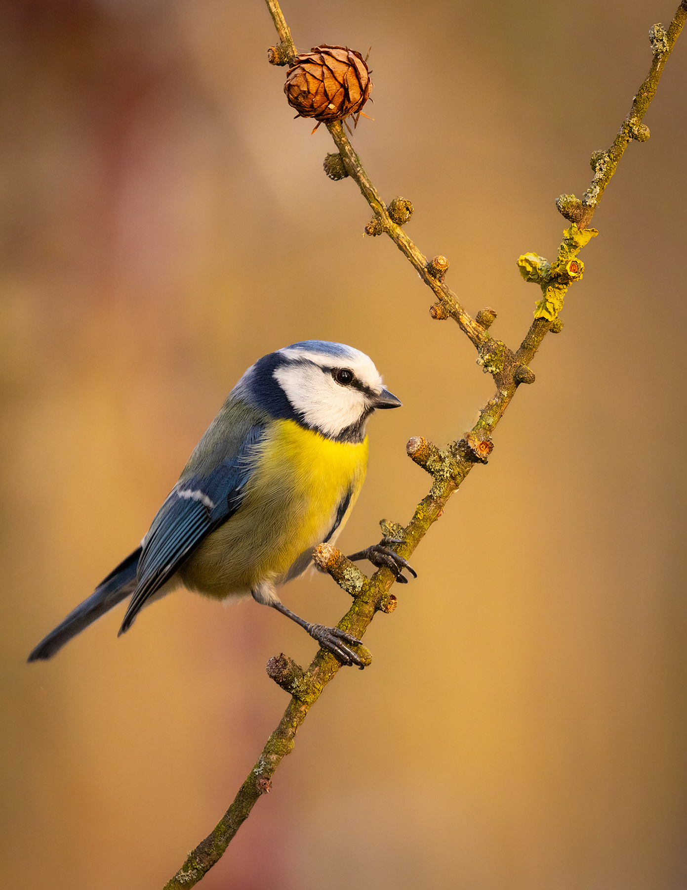 Titmouse 