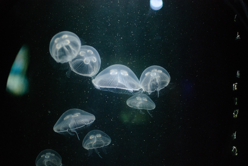 Invasion 