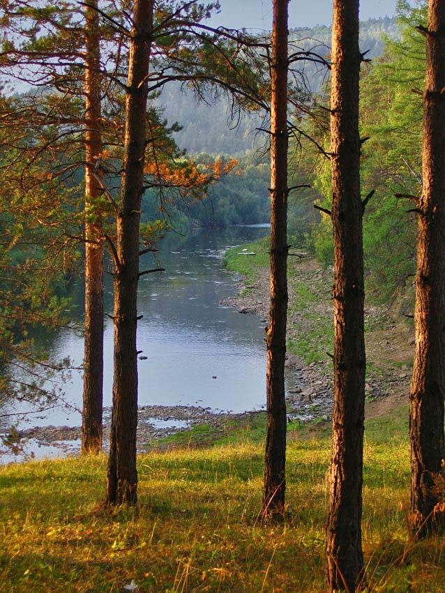 Летний день лес, река