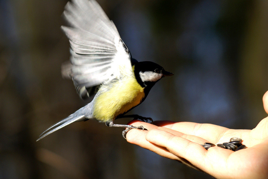 Птичка 