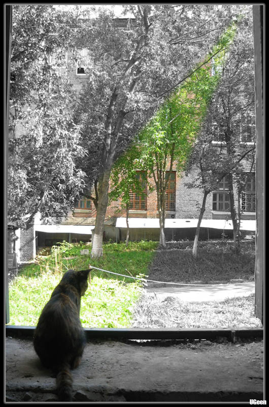 Cat 