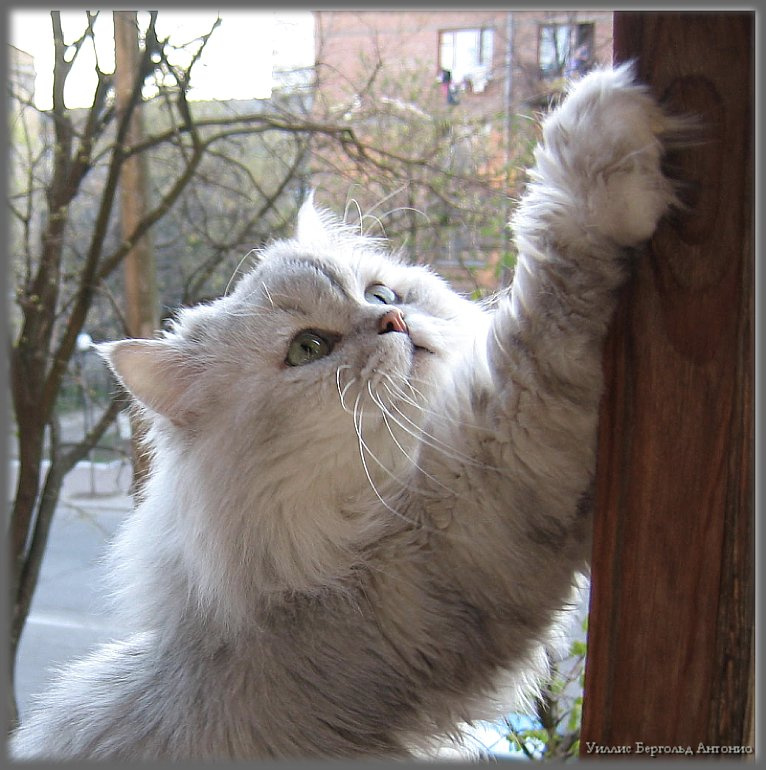 А нам любое дело по плечу... перс, кот