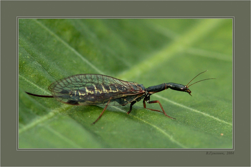 Верблюдка Насекомые Безглазка толстоусая Inocellia crassicornis
