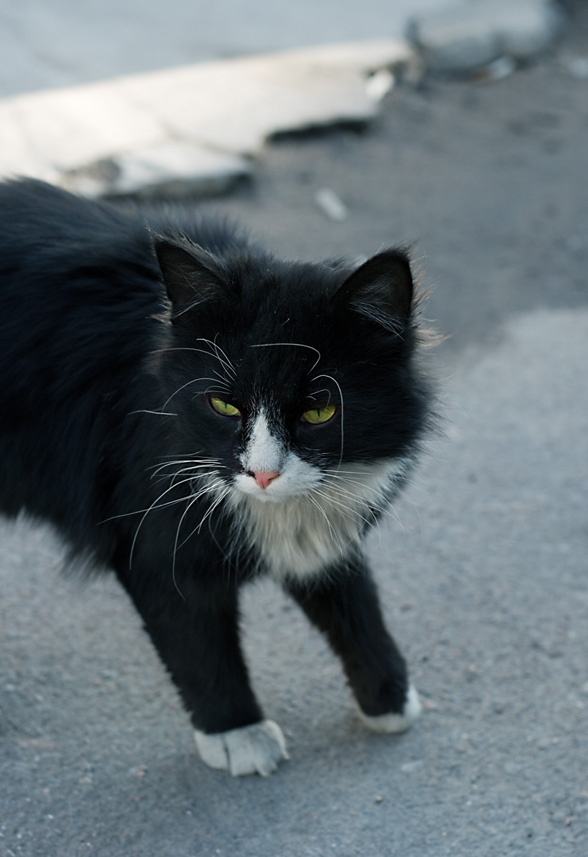 шпана кот