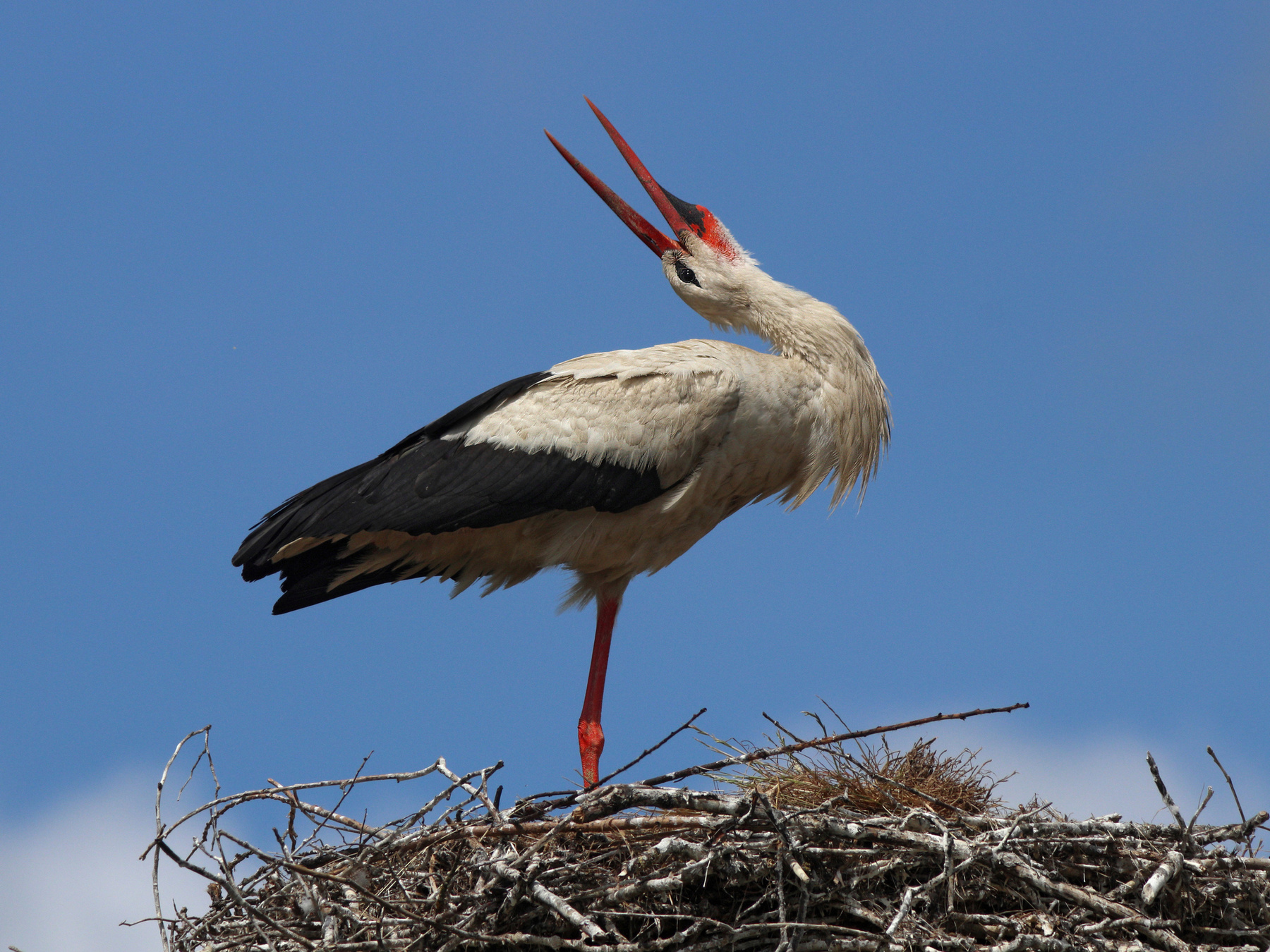 Аист на гнезде Белый аист Ciconia ciconia White stork