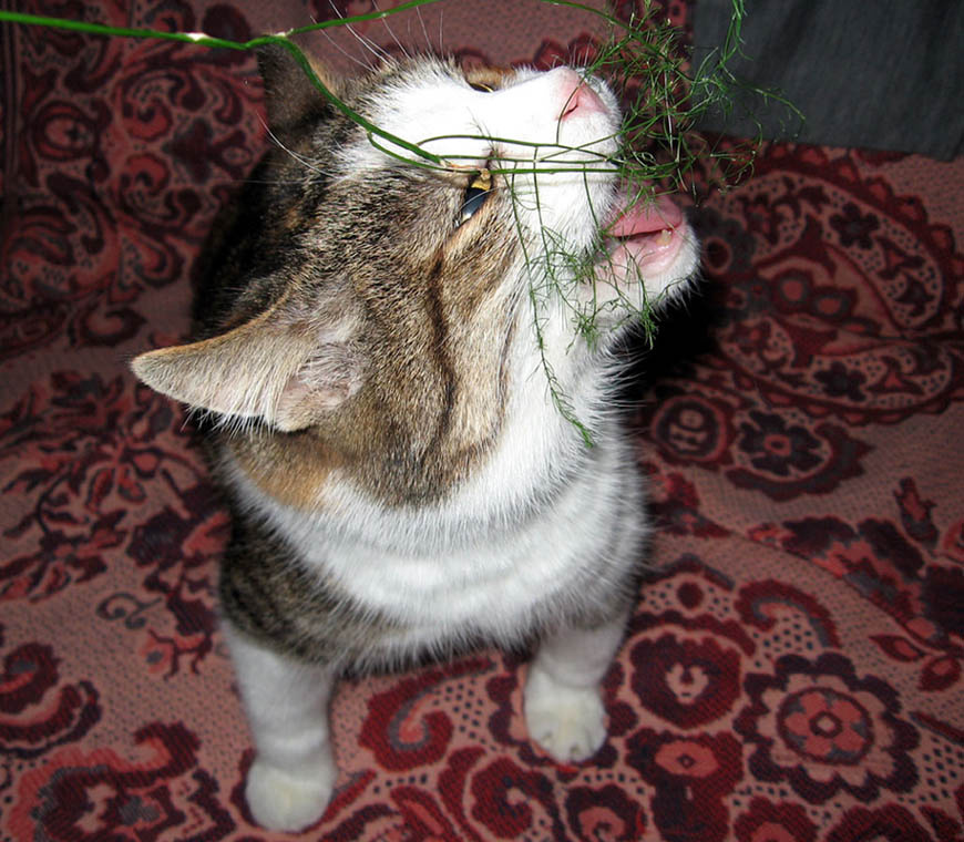 Коровка кошка