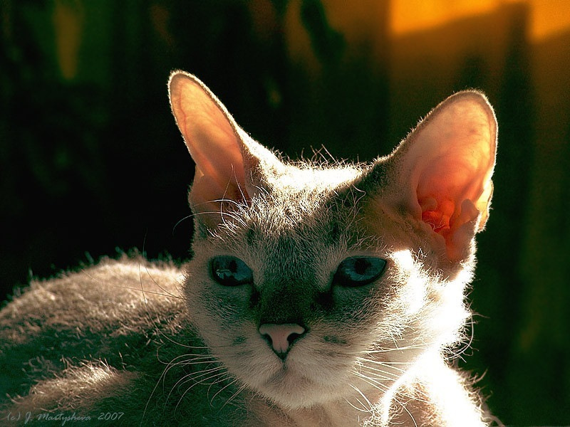 Солнечная Ева, солнце. кошка