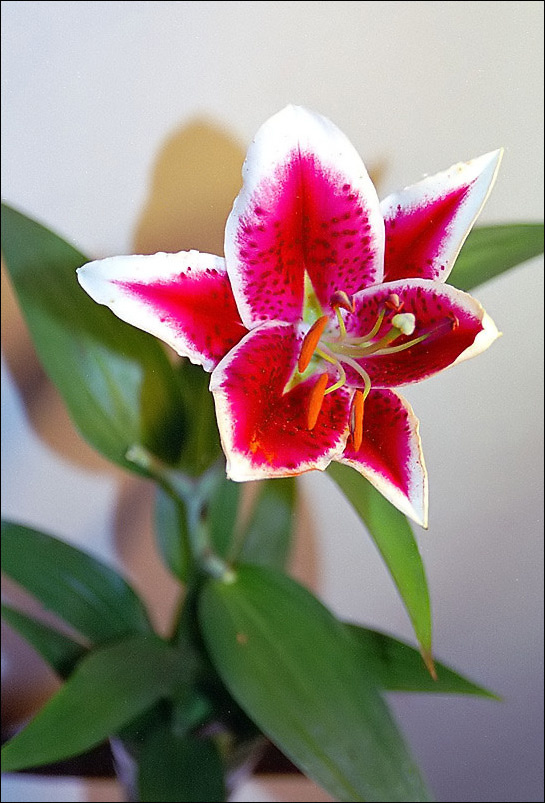 Lilium "Sam" лилия
