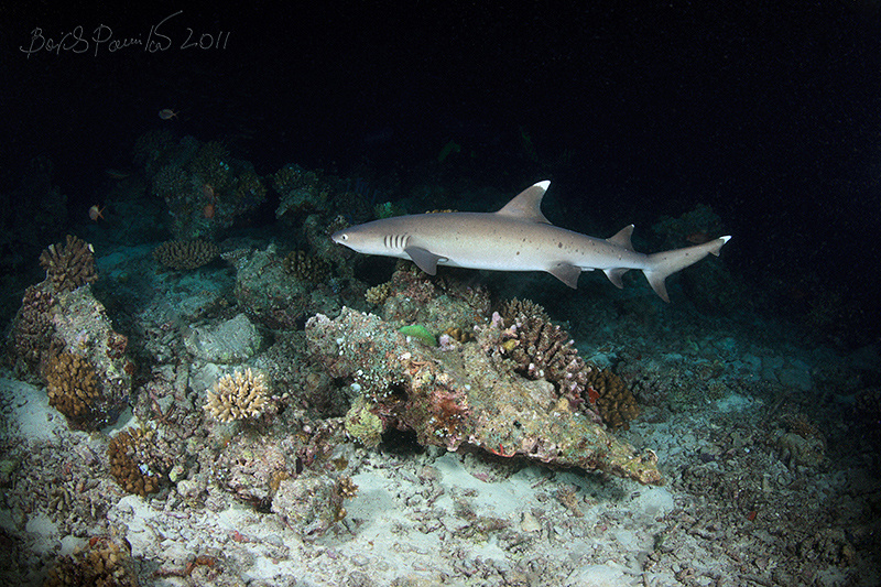 ночной дозор Мальдивы белоперая рифовая акула white-tip reef shark Maldives 