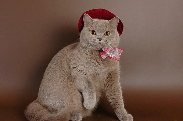 Леди Мэри кошка, шляпа, Англия