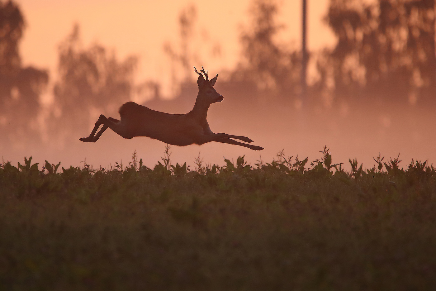на вечерней зорьке косуля прыжок полет roe deer soaring flight розовый