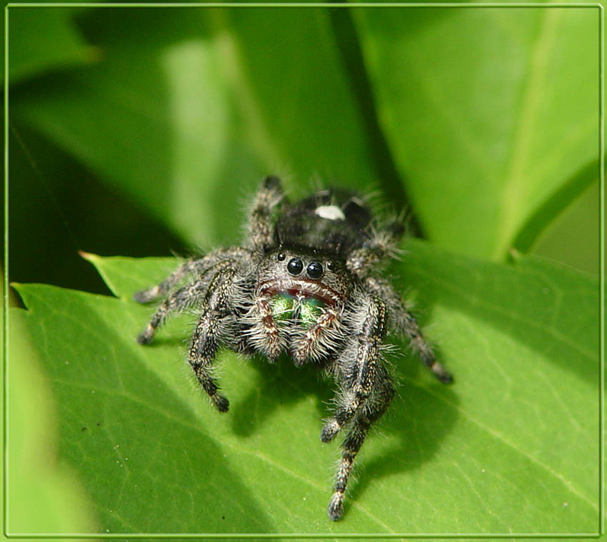 Spider spider паук глаз