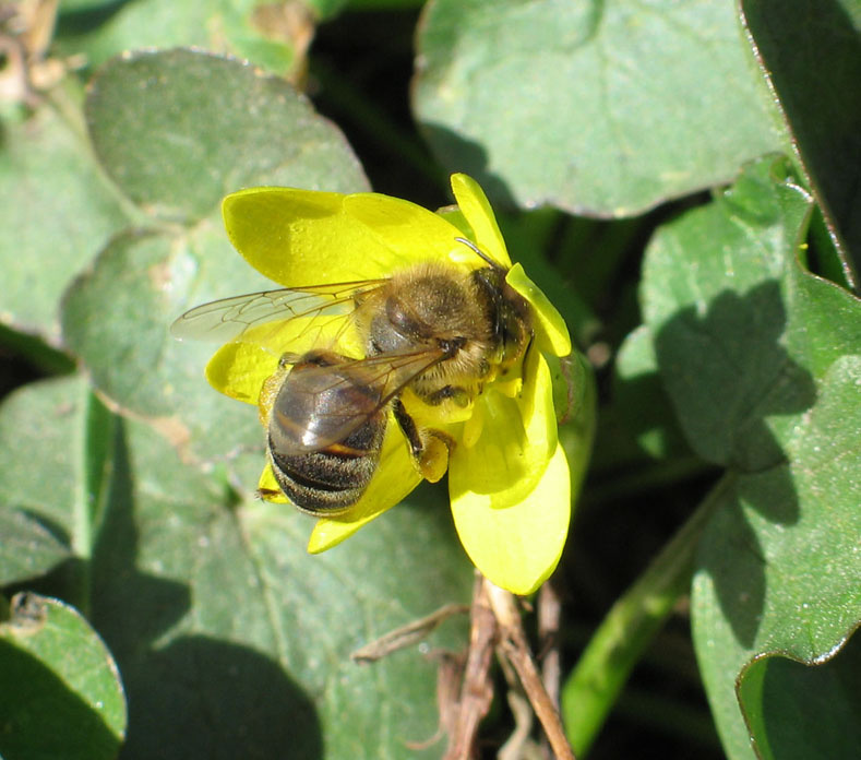 Bee цветы, пчела, весна