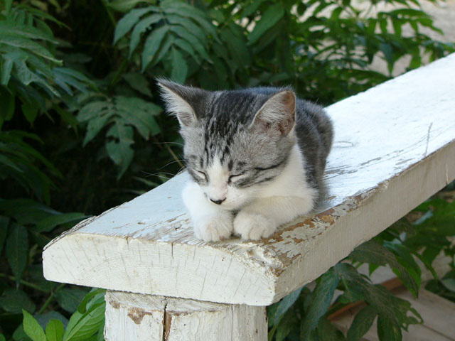 котик кот, котенок