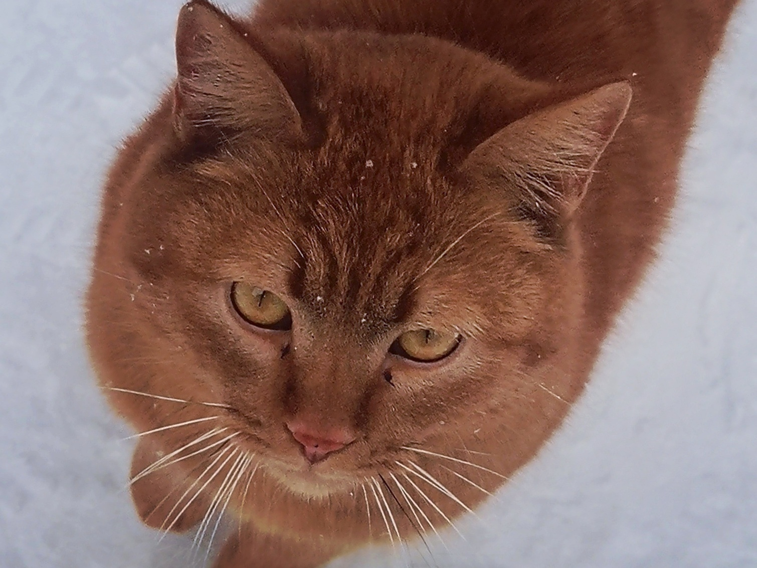 Рыжий*** кот