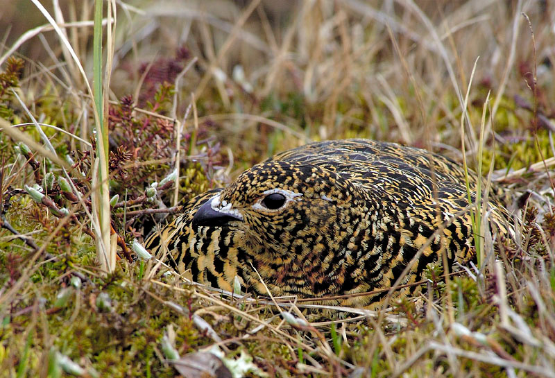 Игры в прятки #2 Белая куропатка, Lagopus lagopus, Willow Ptarmigan, Tobseda, Barents Sea, Arctic