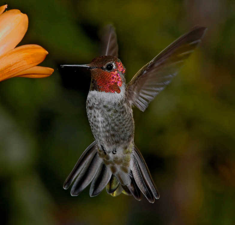 Руки вверх Колибри Анны, Calypte anna, Anna’s Hummingbird, Los Angeles, California