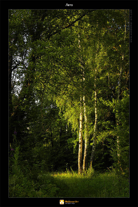 Лето WaldemarArt Лето Summer Природа Деревья