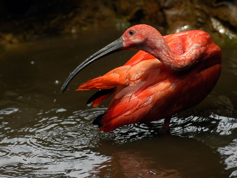 Алый ибис Scarlet ibis