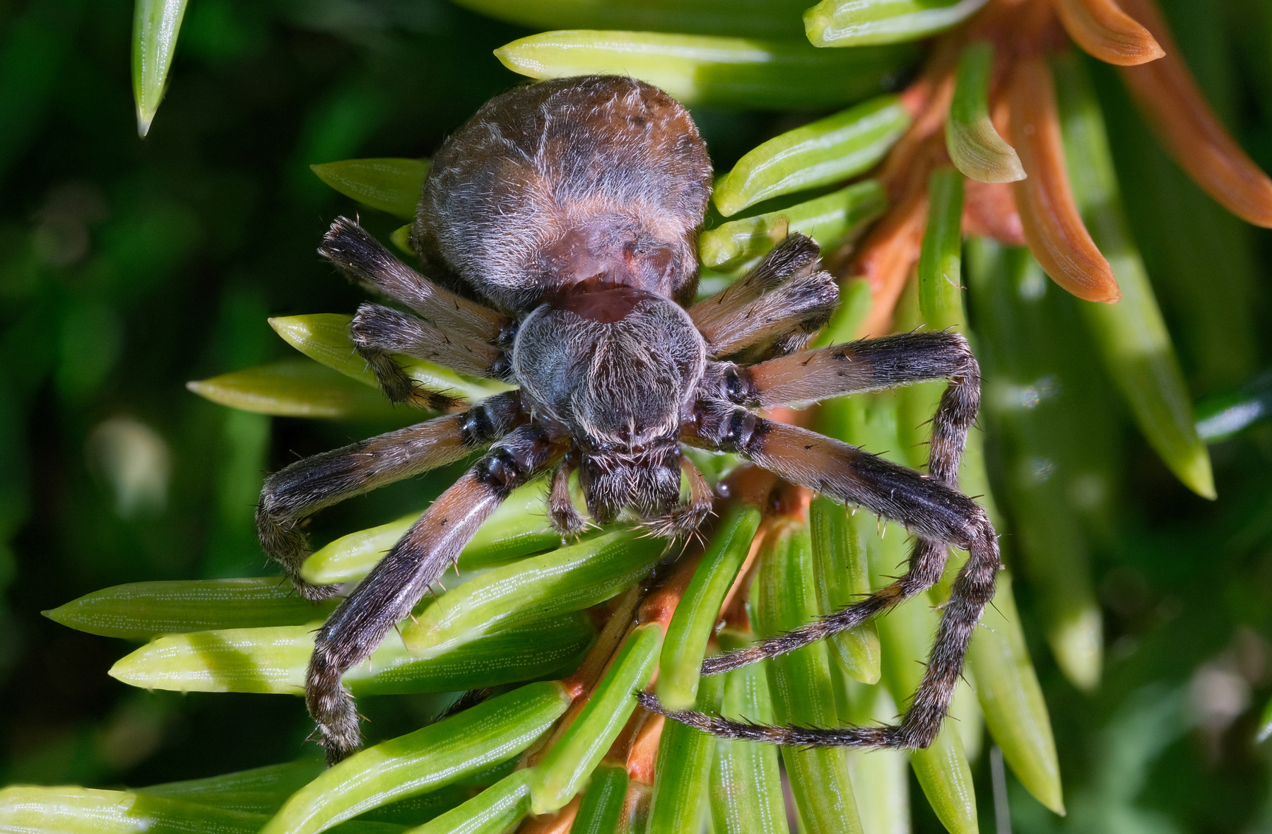 *** паук-волк Lycosidae 8 глаз Arachnida