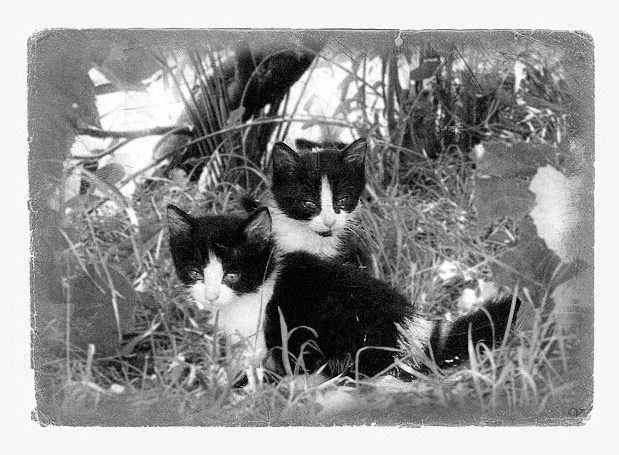 kittens ретро котята животные трава листья