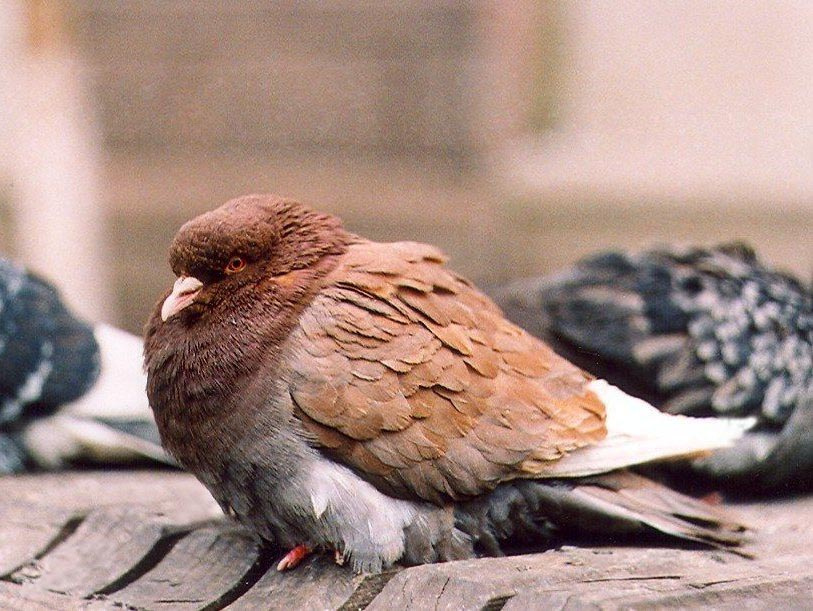 dove птица