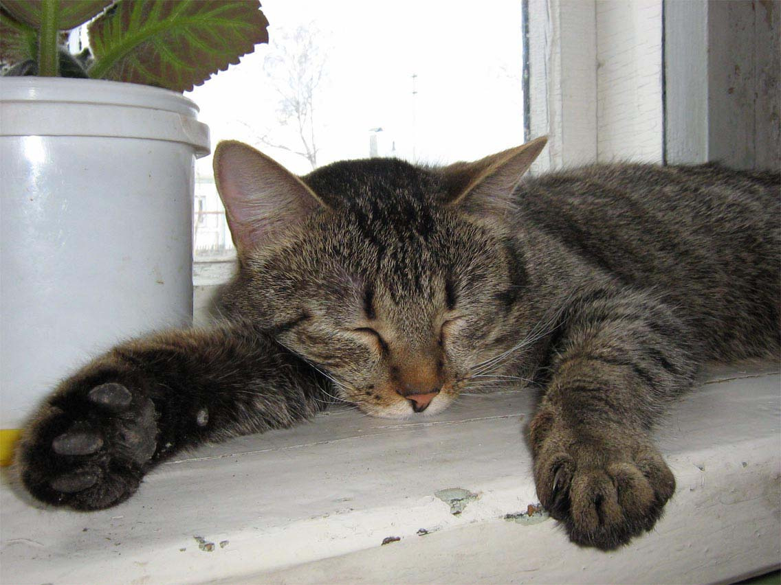 Василий кот