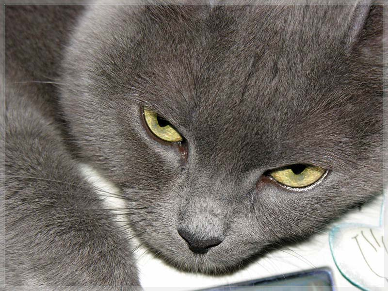 Взгляд. кошка
