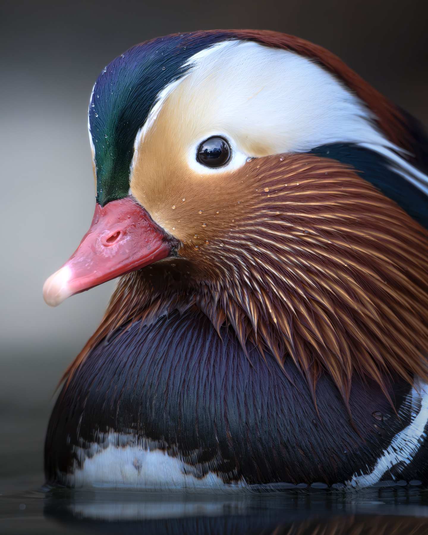 Мандаринка (Aix galericulata) 