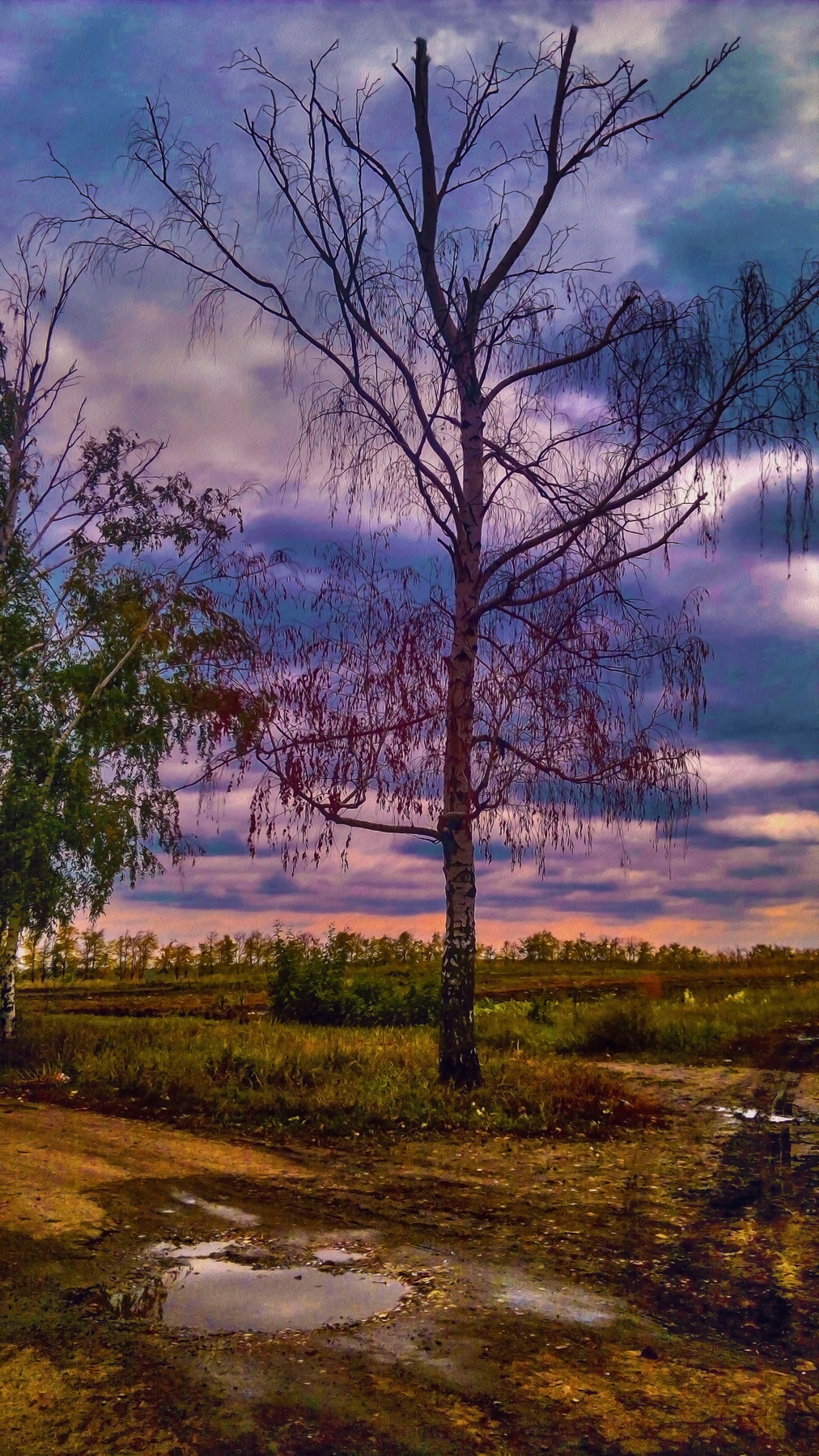 береза 