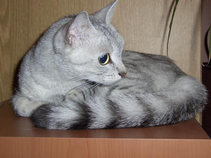 Интересно что там. Кошка