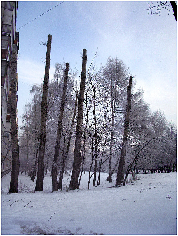 *Дерева вы мои...* моя Москва