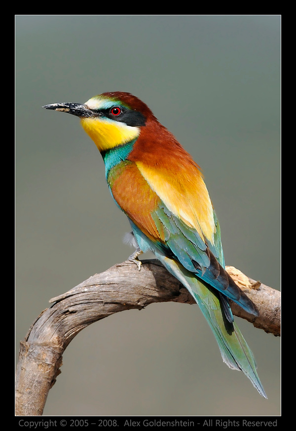 Золотистая щурка, или пчелоедка (Merops apiaster). Золотистая-щурка пчелоедка Merops-apiaster Bee-eater