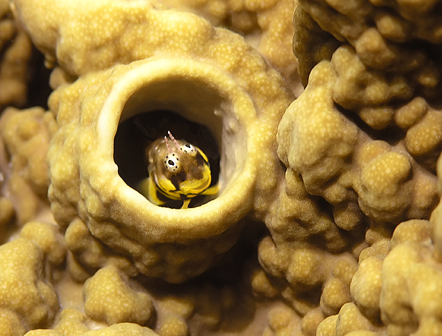 underwater macro красное море макро рыбка