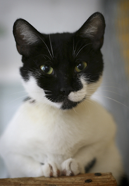 Orka 
