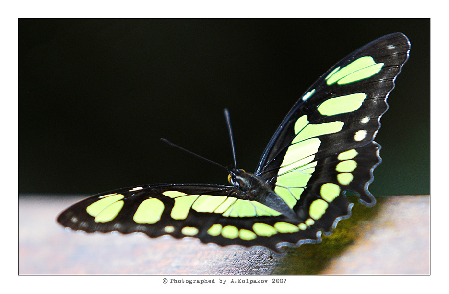Butterfly бабочка